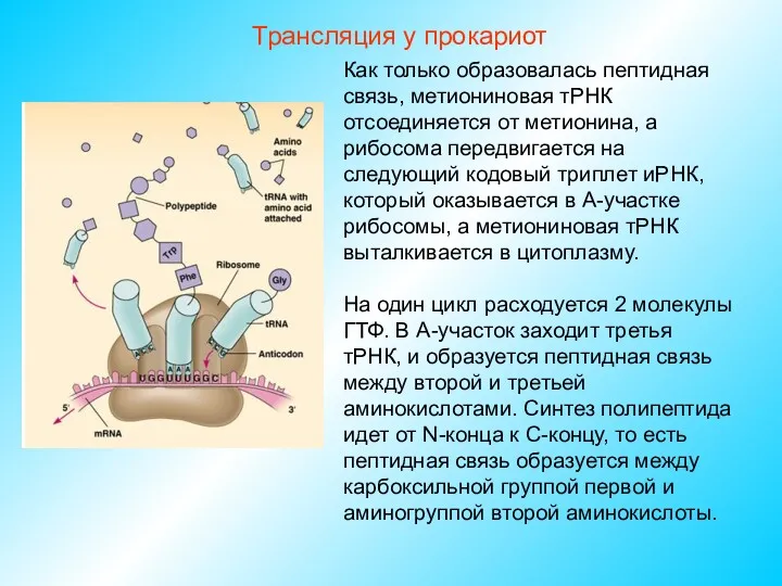 Трансляция у прокариот Как только образовалась пептидная связь, метиониновая тРНК