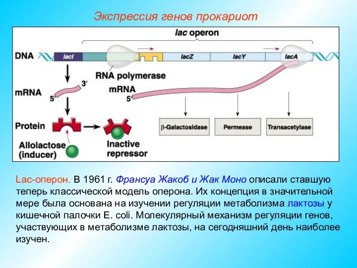 Lac-оперон. В 1961 г. Франсуа Жакоб и Жак Моно описали