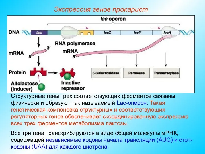 Структурные гены трех соответствующих ферментов связаны физически и образуют так