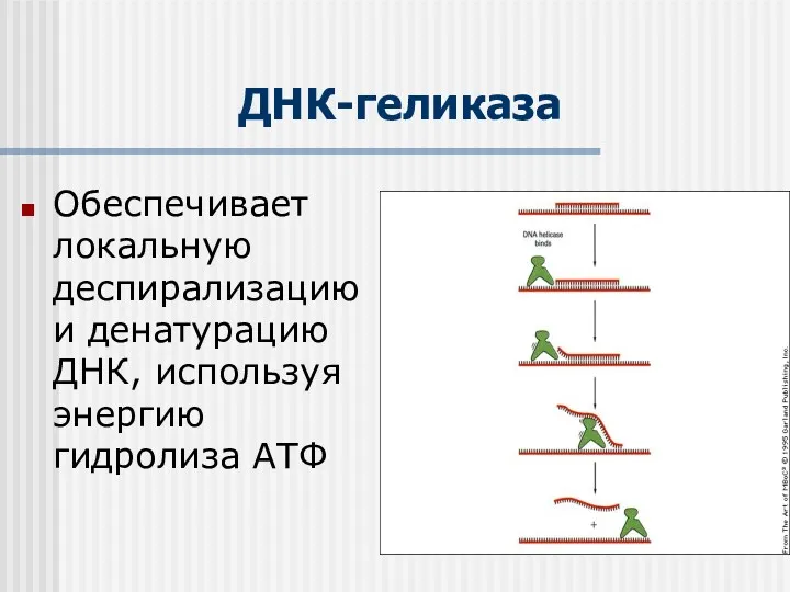 ДНК-геликаза Обеспечивает локальную деспирализацию и денатурацию ДНК, используя энергию гидролиза АТФ