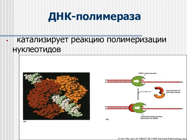 ДНК-полимераза катализирует реакцию полимеризации нуклеотидов