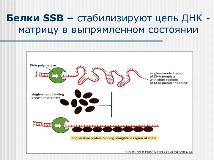 Белки SSB – стабилизируют цепь ДНК -матрицу в выпрямленном состоянии