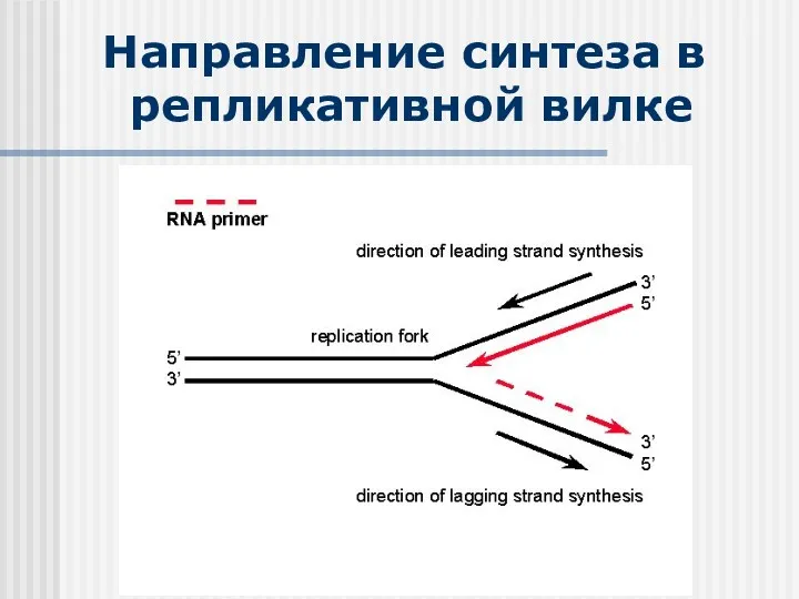 Направление синтеза в репликативной вилке