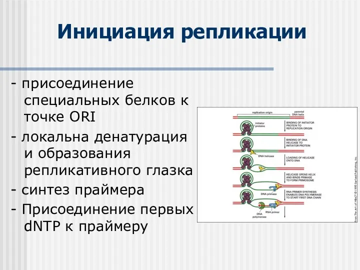 Инициация репликации - присоединение специальных белков к точке ORI -