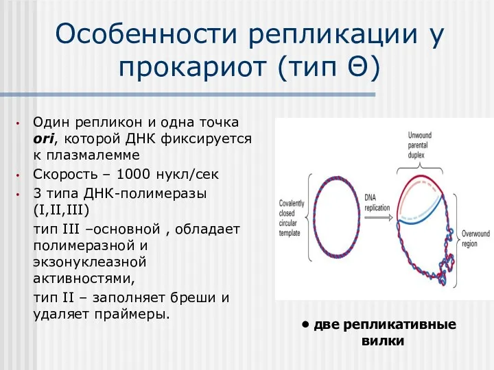 Особенности репликации у прокариот (тип Θ) Один репликон и одна