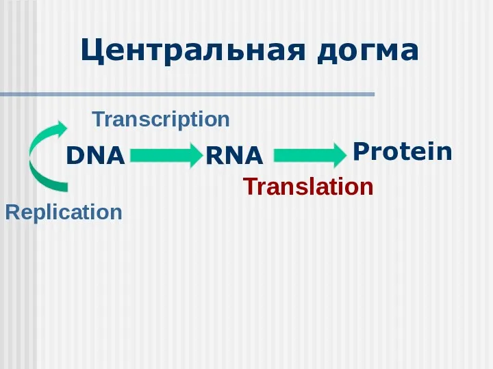 DNA RNA Protein Replication Transcription Translation Центральная догма