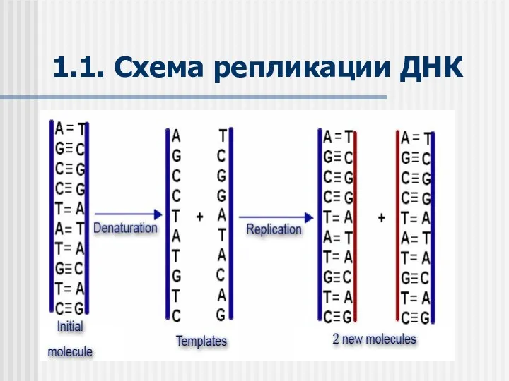 1.1. Схема репликации ДНК