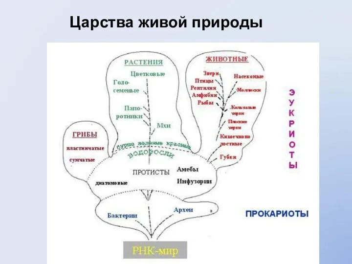 Царства живой природы