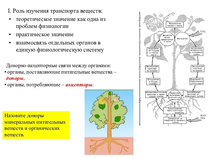 I. Роль изучения транспорта веществ: теоретическое значение как одна из