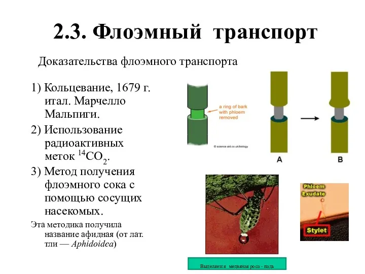 Доказательства флоэмного транспорта 1) Кольцевание, 1679 г. итал. Марчелло Мальпиги.