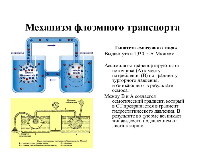 Механизм флоэмного транспорта Гипотеза «массового тока» Выдвинута в 1930 г.