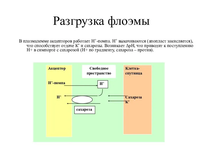 Разгрузка флоэмы В плазмалемме акцепторов работает Н+-помпа. Н+ выкачиваются (апопласт