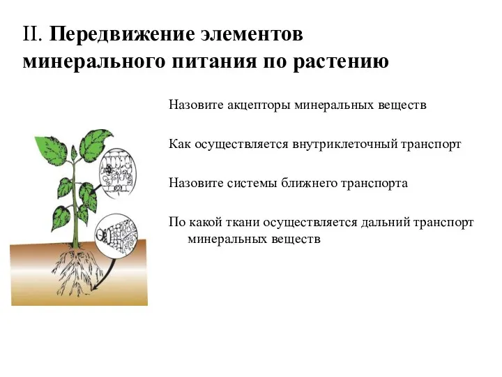 II. Передвижение элементов минерального питания по растению Назовите акцепторы минеральных