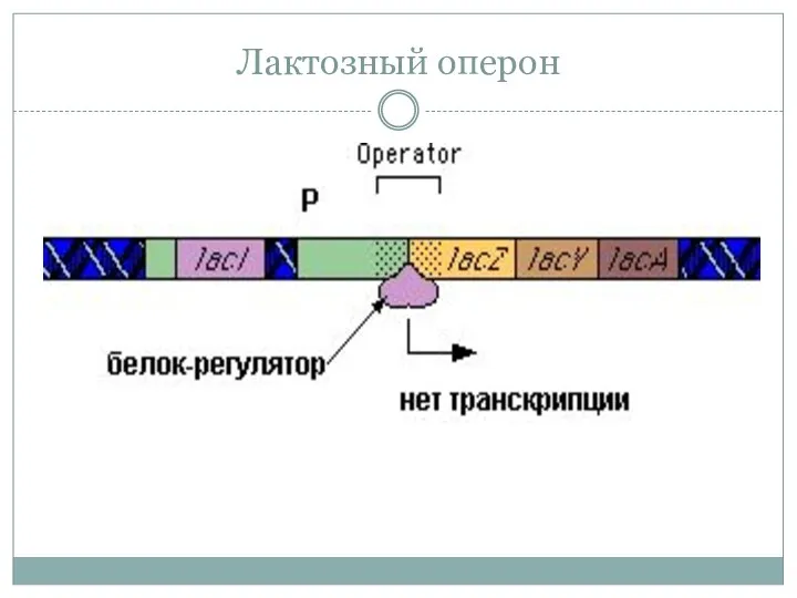 Лактозный оперон