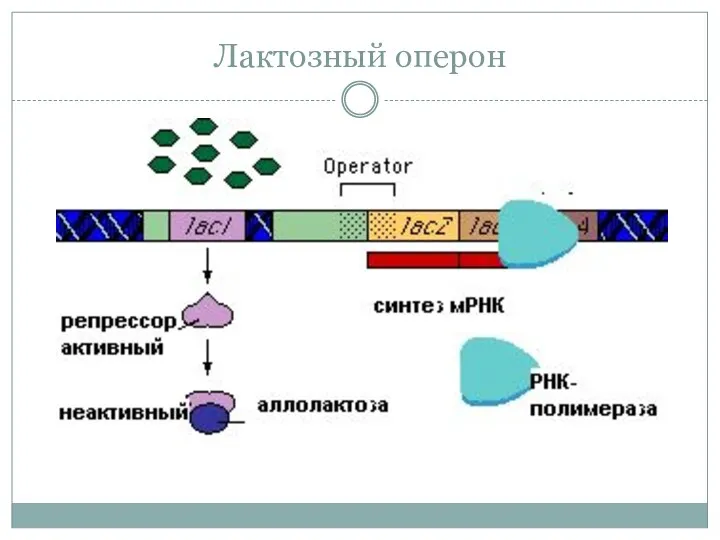 Лактозный оперон