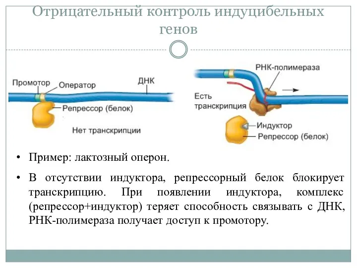 Отрицательный контроль индуцибельных генов Пример: лактозный оперон. В отсутствии индуктора,