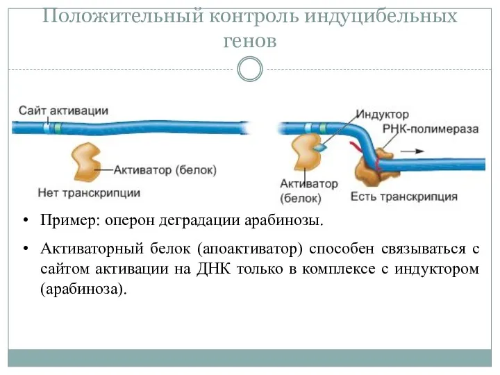 Положительный контроль индуцибельных генов Пример: оперон деградации арабинозы. Активаторный белок