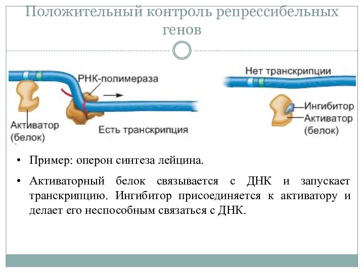 Положительный контроль репрессибельных генов Пример: оперон синтеза лейцина. Активаторный белок