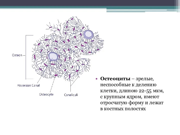 Остеоциты – зрелые, неспособные к делению клетки, длиною 22-55 мкм,