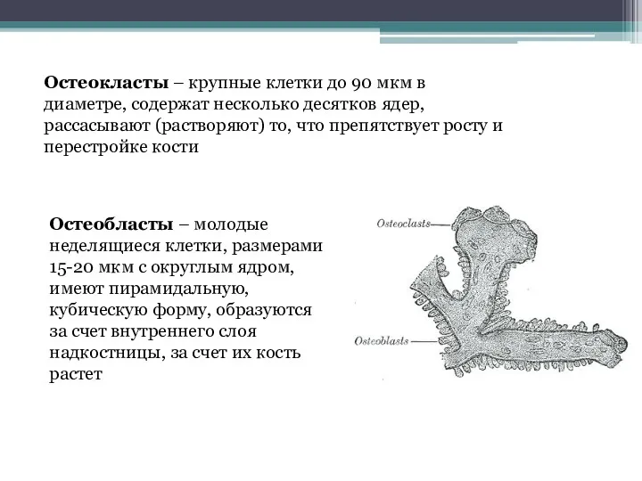 Остеобласты – молодые неделящиеся клетки, размерами 15-20 мкм с округлым