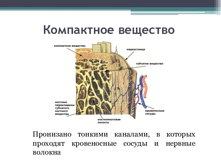 Компактное вещество Пронизано тонкими каналами, в которых проходят кровеносные сосуды и нервные волокна