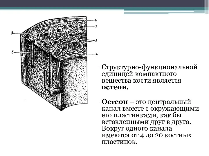 Структурно-функциональной единицей компактного вещества кости является остеон. Остеон – это