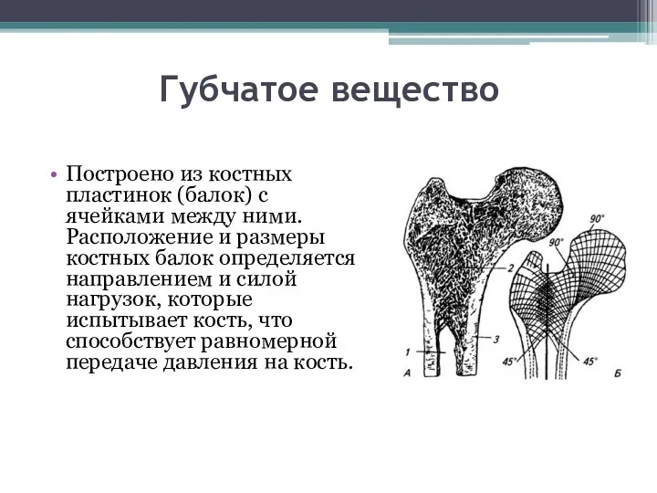 Губчатое вещество Построено из костных пластинок (балок) с ячейками между