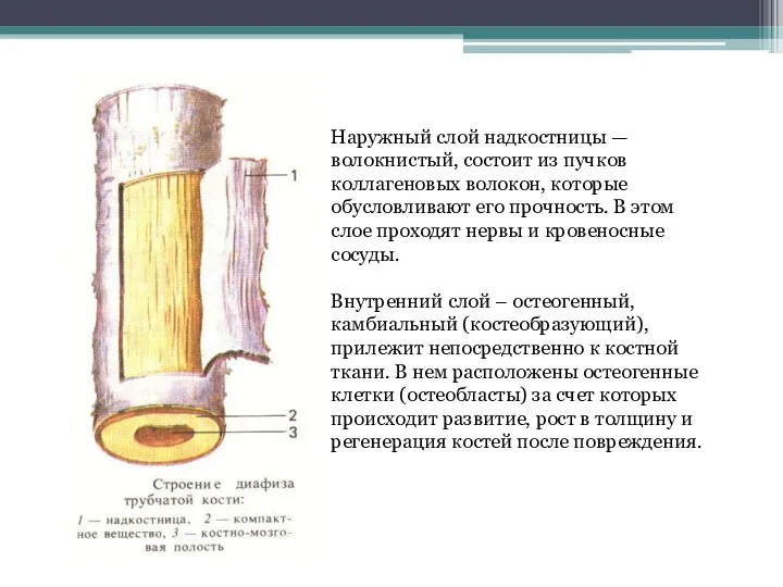 Наружный слой надкостницы — волокнистый, состоит из пучков коллагеновых волокон,