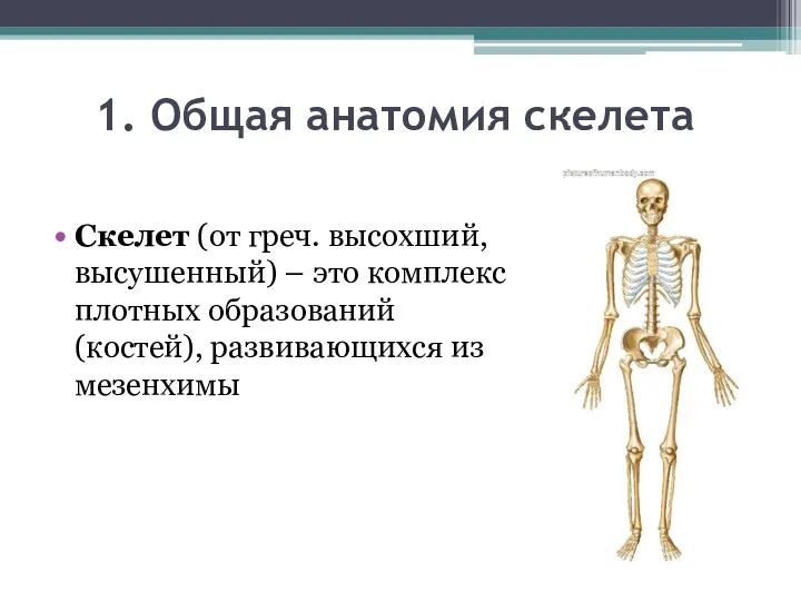 1. Общая анатомия скелета Скелет (от греч. высохший, высушенный) –