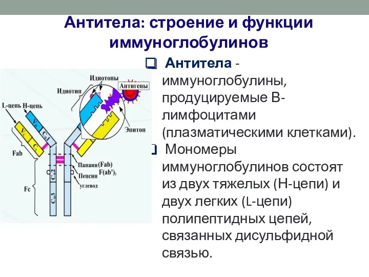 Антитела - иммуноглобулины, продуцируемые В-лимфоцитами (плазматическими клетками). Мономеры иммуноглобулинов состоят из двух тяжелых