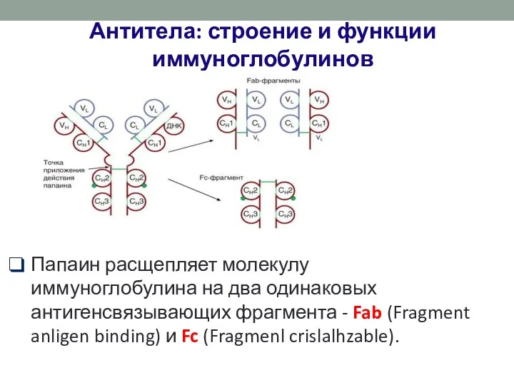 Папаин расщепляет молекулу иммуноглобулина на два одинаковых антигенсвязывающих фрагмента - Fab (Fragment anligen