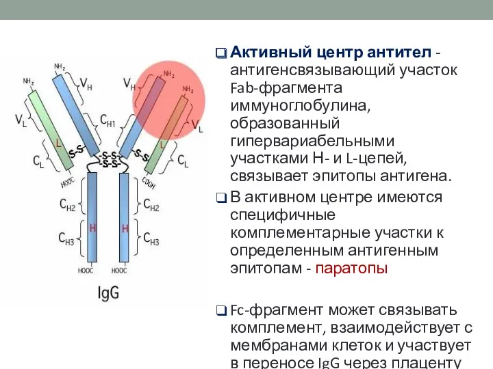 Активный центр антител - антигенсвязывающий участок Fab-фрагмента иммуноглобулина, образованный гипервариабельными участками Н- и