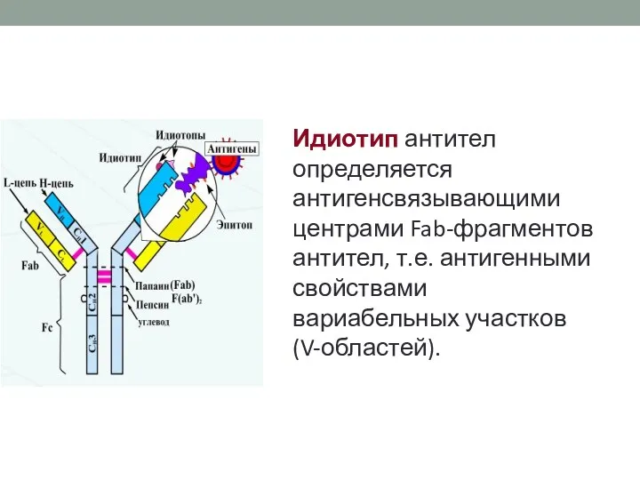 Идиотип антител определяется антигенсвязывающими центрами Fab-фрагментов антител, т.е. антигенными свойствами вариабельных участков (V-областей).