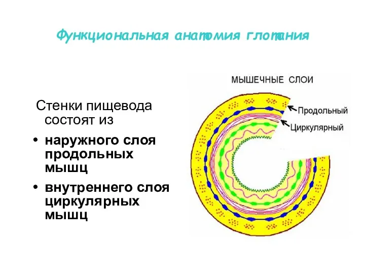 Функциональная анатомия глотания Стенки пищевода состоят из наружного слоя продольных мышц внутреннего слоя циркулярных мышц