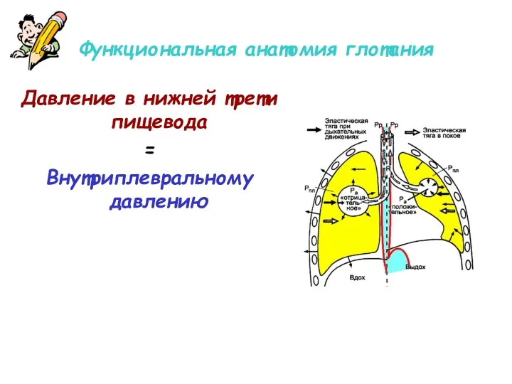 Функциональная анатомия глотания Давление в нижней трети пищевода = Внутриплевральному давлению