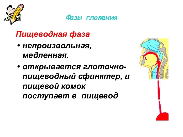 Фазы глотания Пищеводная фаза непроизвольная, медленная. открывается глоточно-пищеводный сфинктер, и пищевой комок поступает в пищевод