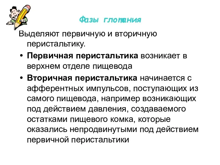 Фазы глотания Выделяют первичную и вторичную перистальтику. Первичная перистальтика возникает