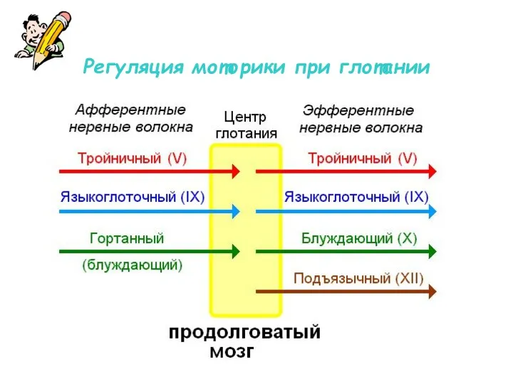 Регуляция моторики при глотании