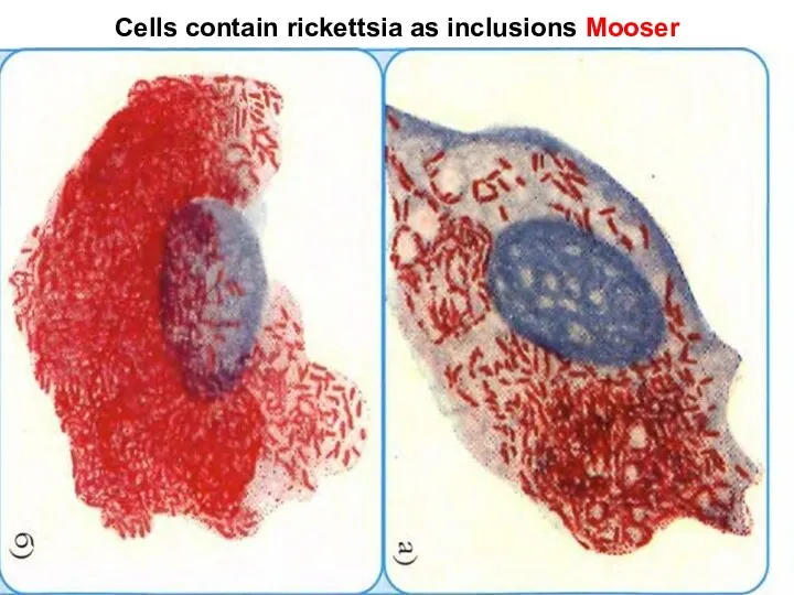 Cells contain rickettsia as inclusions Mooser