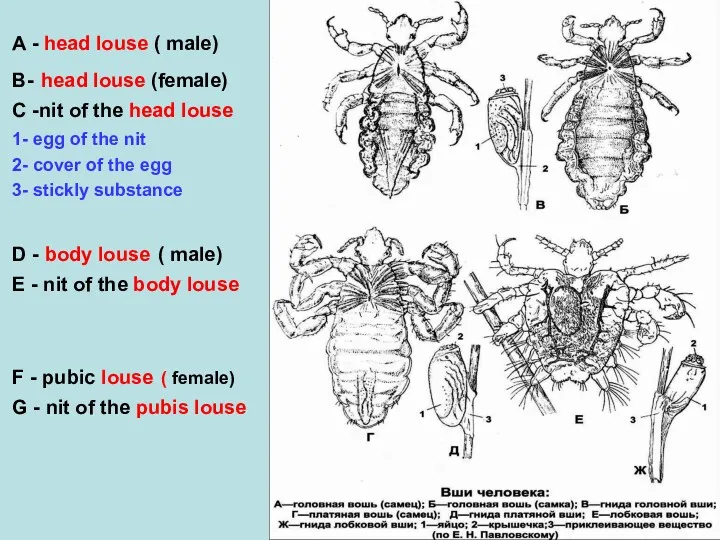 A - head louse ( male) B- head louse (female) C -nit of