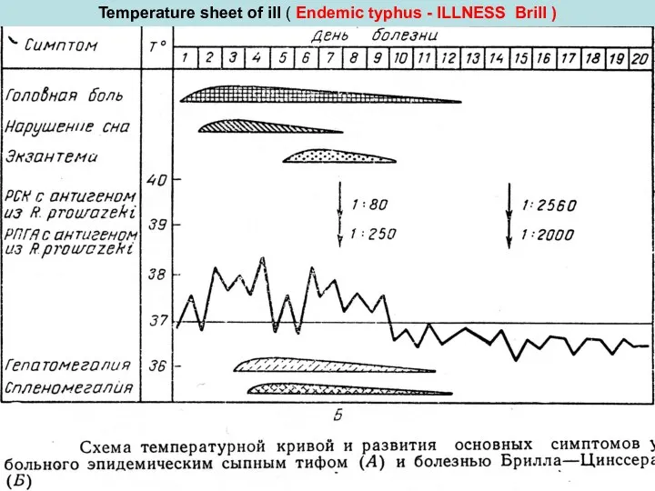 Temperature sheet of ill ( Endemic typhus - ILLNESS Brill )