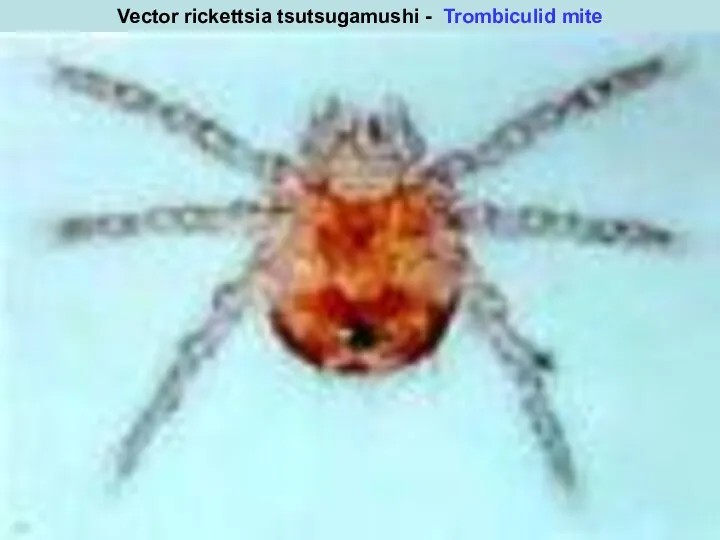 rickettsia tsutsugamushi Vector rickettsia tsutsugamushi - Trombiculid mite