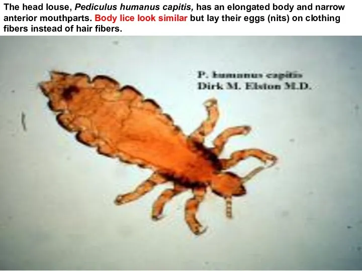 The head louse, Pediculus humanus capitis, has an elongated body and narrow anterior