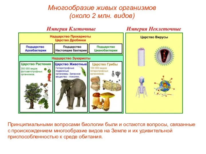 Многообразие живых организмов (около 2 млн. видов) Принципиальными вопросами биологии