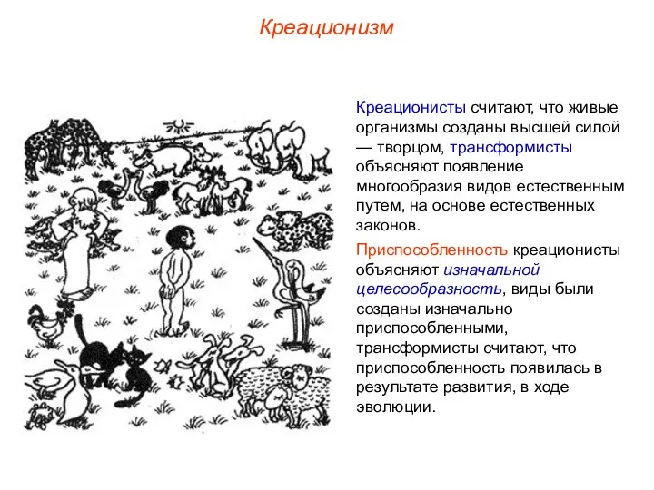 Креационизм Креационисты считают, что живые организмы созданы высшей силой —