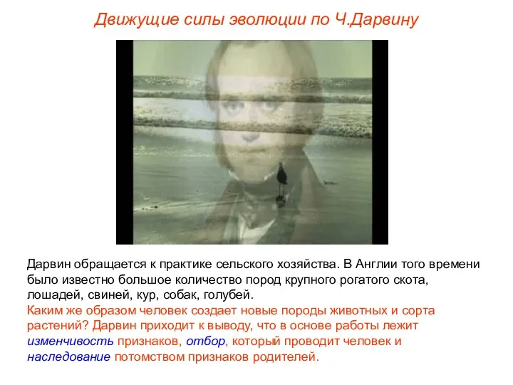 Дарвин обращается к практике сельского хозяйства. В Англии того времени