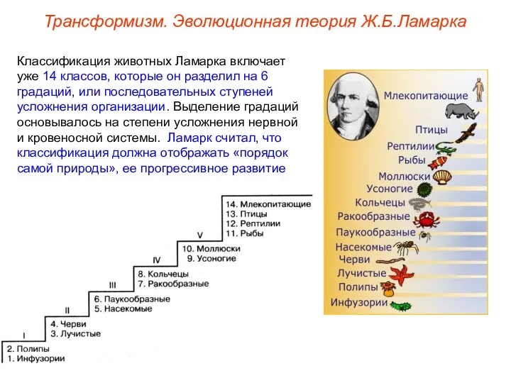 Классификация животных Ламарка включает уже 14 классов, которые он разделил