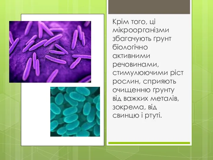 Крім того, ці мікроорганізми збагачують ґрунт біологічно активними речовинами, стимулюючими