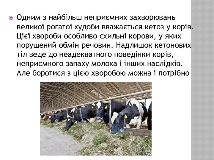 Одним з найбільш неприємних захворювань великої рогатої худоби вважається кетоз у корів. Цієї