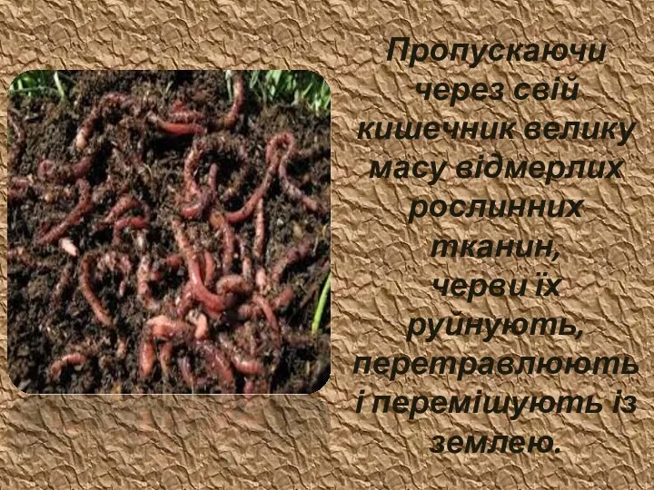 Пропускаючи через свій кишечник велику масу відмерлих рослинних тканин, черви